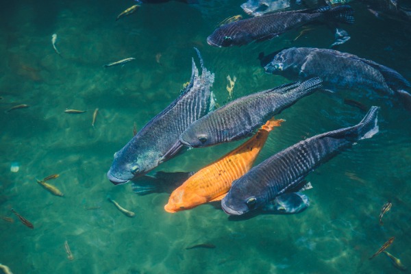 probiotics for aquaculture