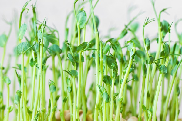 probiotics for soil