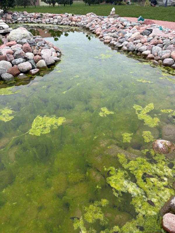 Pond Cleaning Probiotics: How a Decorative Pond Became Clear Again Naturally dumblas tvenkinyje