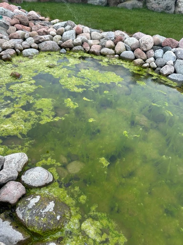 Pond Cleaning Probiotics: How a Decorative Pond Became Clear Again Naturally uzterstas tvenkinys