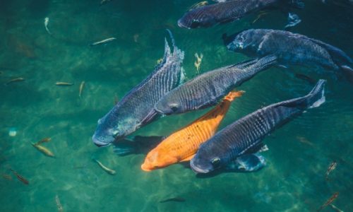 probiotics for aquaculture