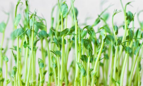 probiotics for soil
